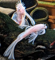 ancistrus snow white longfin